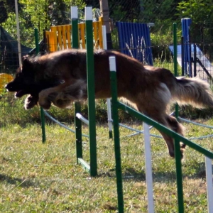 agility-dog-9679a69f69730762c2c70736de9de4fca6decb69 agility-dog-9679a69f69730762c2c70736de9de4fca6decb69