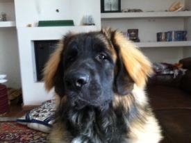 duke-10-mesi-64e64cbeca818644aa580e23c47089596ebbaaa7 duke-10-mesi-64e64cbeca818644aa580e23c47089596ebbaaa7