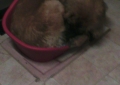 lucy-nella-cuccia-7f0e88e89fbd72d813fa806045bf8f272ce7d15d lucy-nella-cuccia-7f0e88e89fbd72d813fa806045bf8f272ce7d15d
