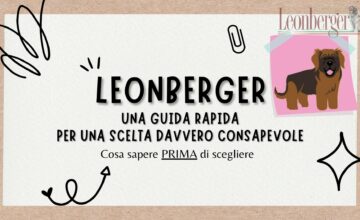 CONOSCI IL LEONBERGER – GUIDA RAPIDA