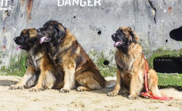 La processionaria: un pericolo per i nostri cani