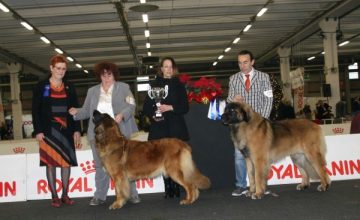Mostra Speciale Leonberger di Erba