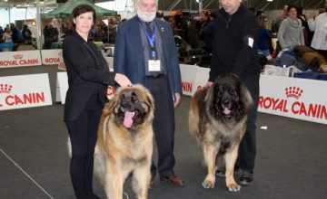 Esposizione Internazionale di Novegro Speciale Leonberger