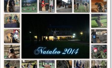 Nataleo 2014
